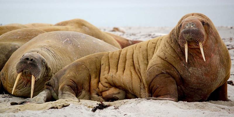 124XC41:蒸汽波文化中的神秘代码与信息共享新范式